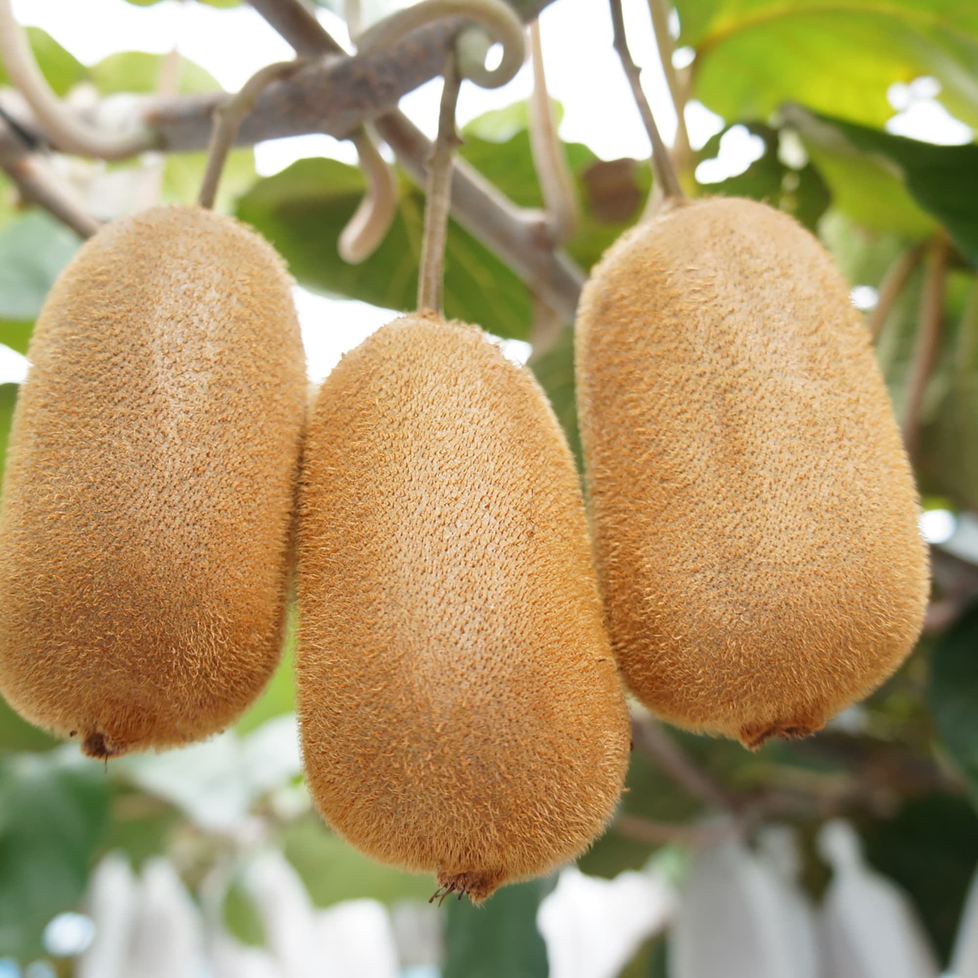 香川県　キウイバードのキウイ「香緑」約７００ｇ（５～６玉）