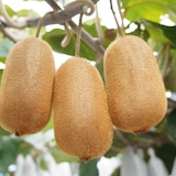 香川県　キウイバードのキウイ「香緑」約１１００ｇ（８～９玉）【ギフトにおすすめ】