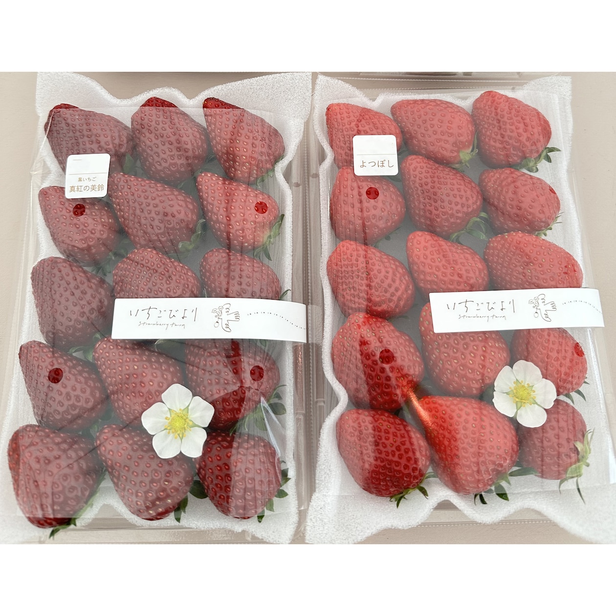 滋賀県産　いちごびよりのいちご「よつぼし＆お任せ品種」約５００ｇ