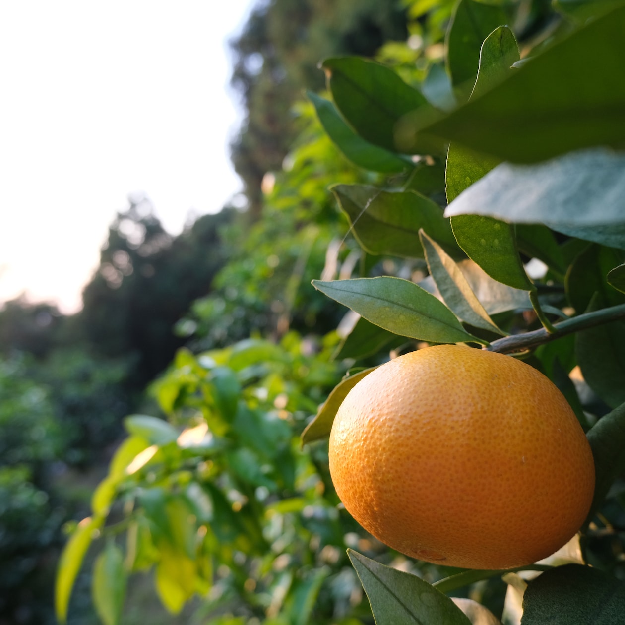愛媛県産　増田柑園®の季節の柑橘セット　約４ｋｇ（１２月下旬～１月上旬お届け）