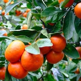 愛媛県産　増田柑園®の季節の柑橘セット　約４ｋｇ（１２月下旬～１月上旬お届け）