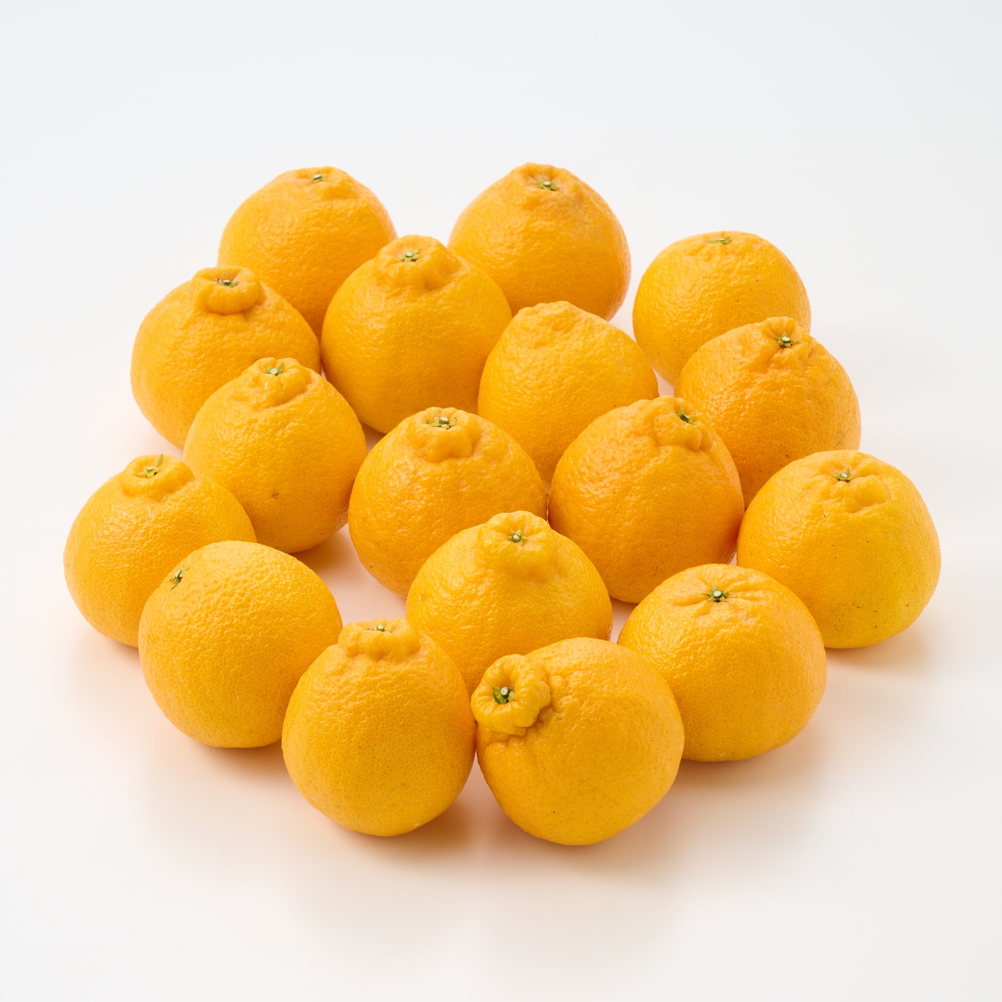 熊本県産　松川果樹園の小玉しらぬい「ミニポン」３ｋｇ