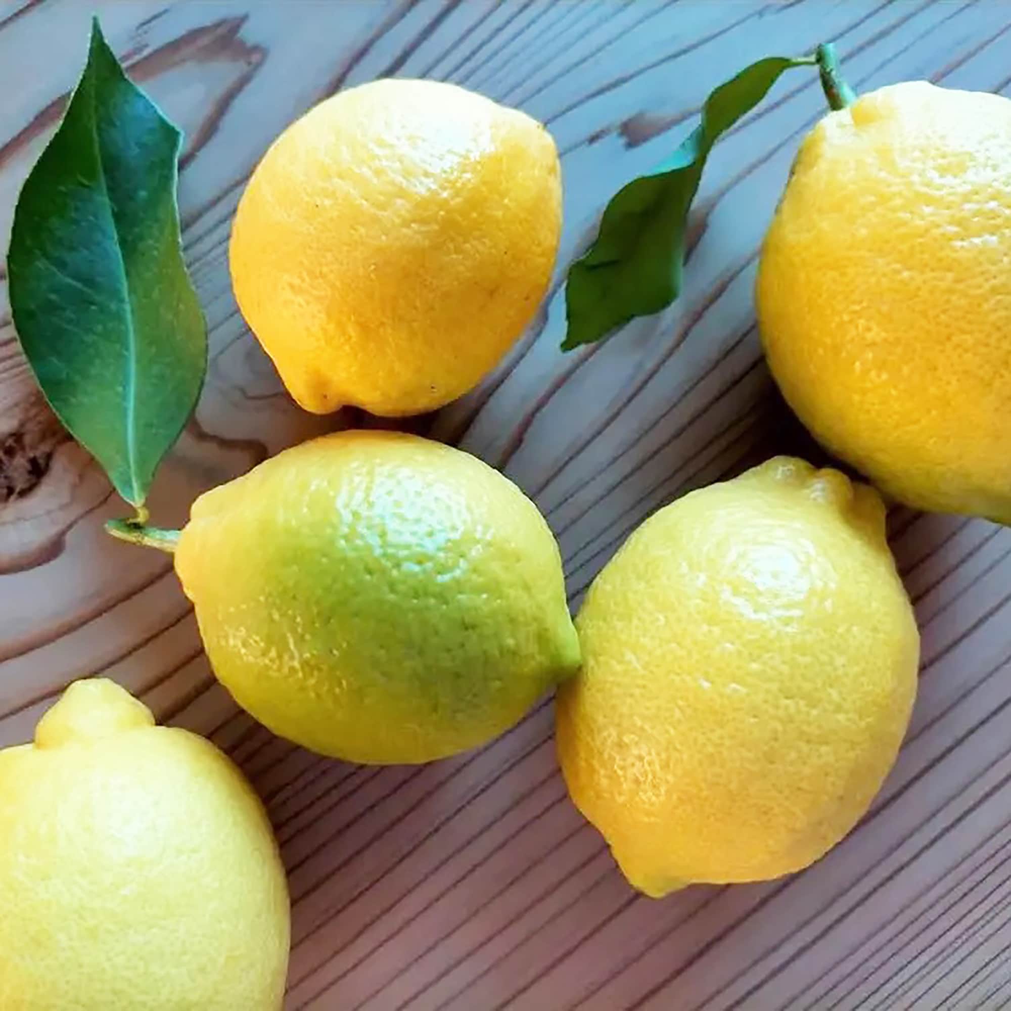 静岡県産 えなみ農園の「ユーレカレモン」サイズ混合 約１ｋｇ