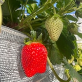 神奈川県産　SlowFarmの完熟いちご「ほしうらら」約４５０ｇ