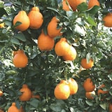 和歌山県産　早和果樹園の「不知火」・家庭用　４ｋｇ