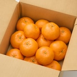 愛媛県産　増田柑園®の不揃い「西南のひかり」　約２．５ｋｇ