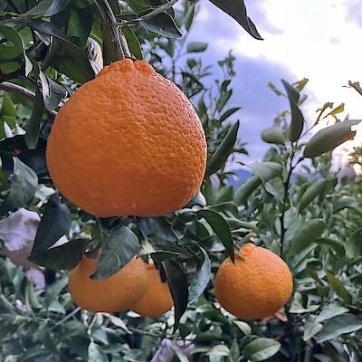 愛媛県産　増田柑園®の「樹上完熟不知火」（６個入り） 