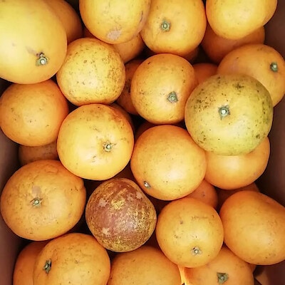 兵庫県産　淡路橙研究所の「淡路橙」小玉・約２．５ｋｇ（約９～１２玉）