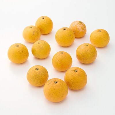 兵庫県産　森果樹園の「淡路橙（なるとオレンジ）」サイズ混合・約２．５ｋｇ（約９～１２玉）