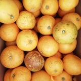 兵庫県産　淡路橙研究所の「淡路橙」小玉・約２．５ｋｇ（約９～１２玉）