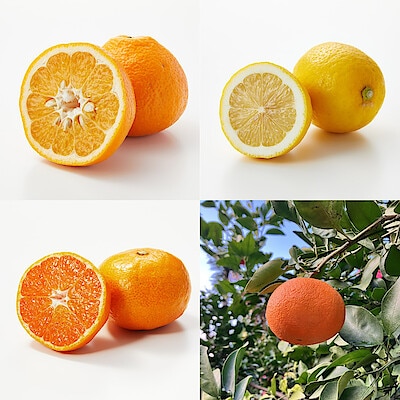 愛媛県産　増田柑園®の季節の柑橘セット　約４ｋｇ（１月中旬～２月上旬お届け）