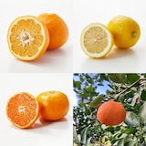 愛媛県産　増田柑園®の季節の柑橘セット　約４ｋｇ（１月中旬～２月上旬お届け）