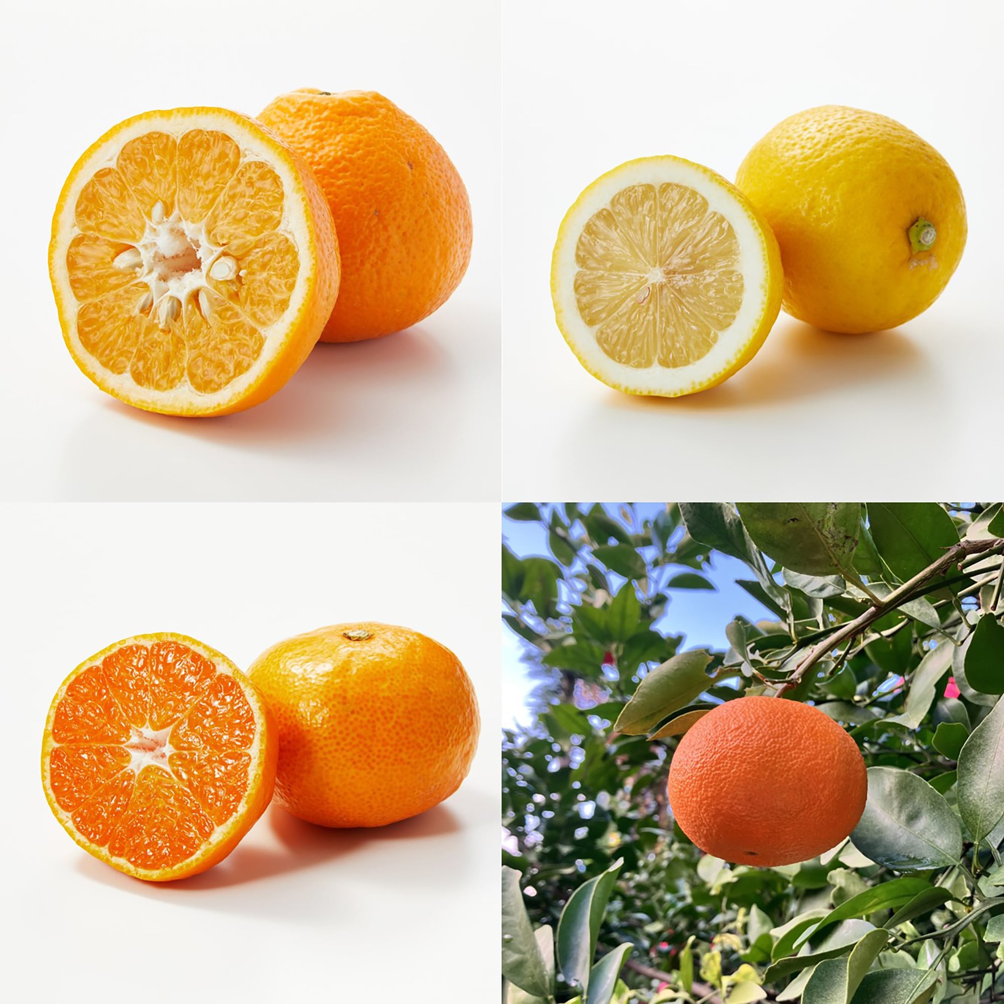 愛媛県産　増田柑園®の季節の柑橘セット　約４ｋｇ（１月中旬～２月上旬お届け）