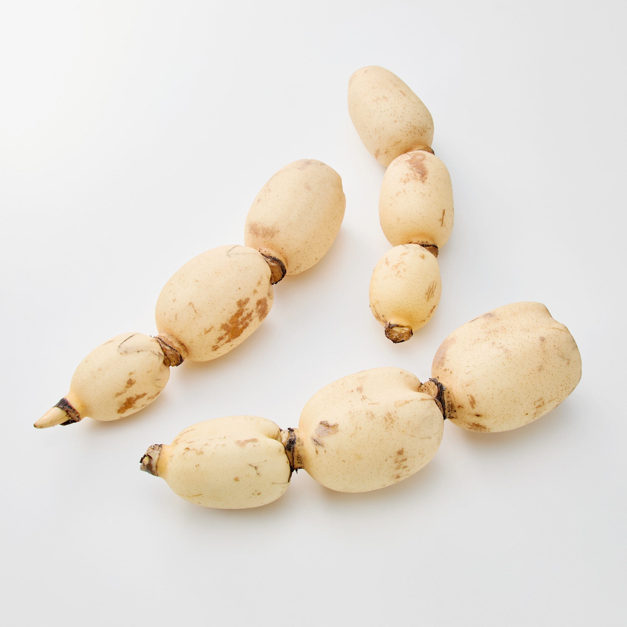 茨城県産　野口れんこんの「極上白れんこん」約２ｋｇ