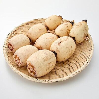 茨城県産　野口れんこんの「極上白れんこん」約２ｋｇ