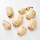 茨城県産　野口れんこんの「極上白れんこん」家庭用・約２ｋｇ