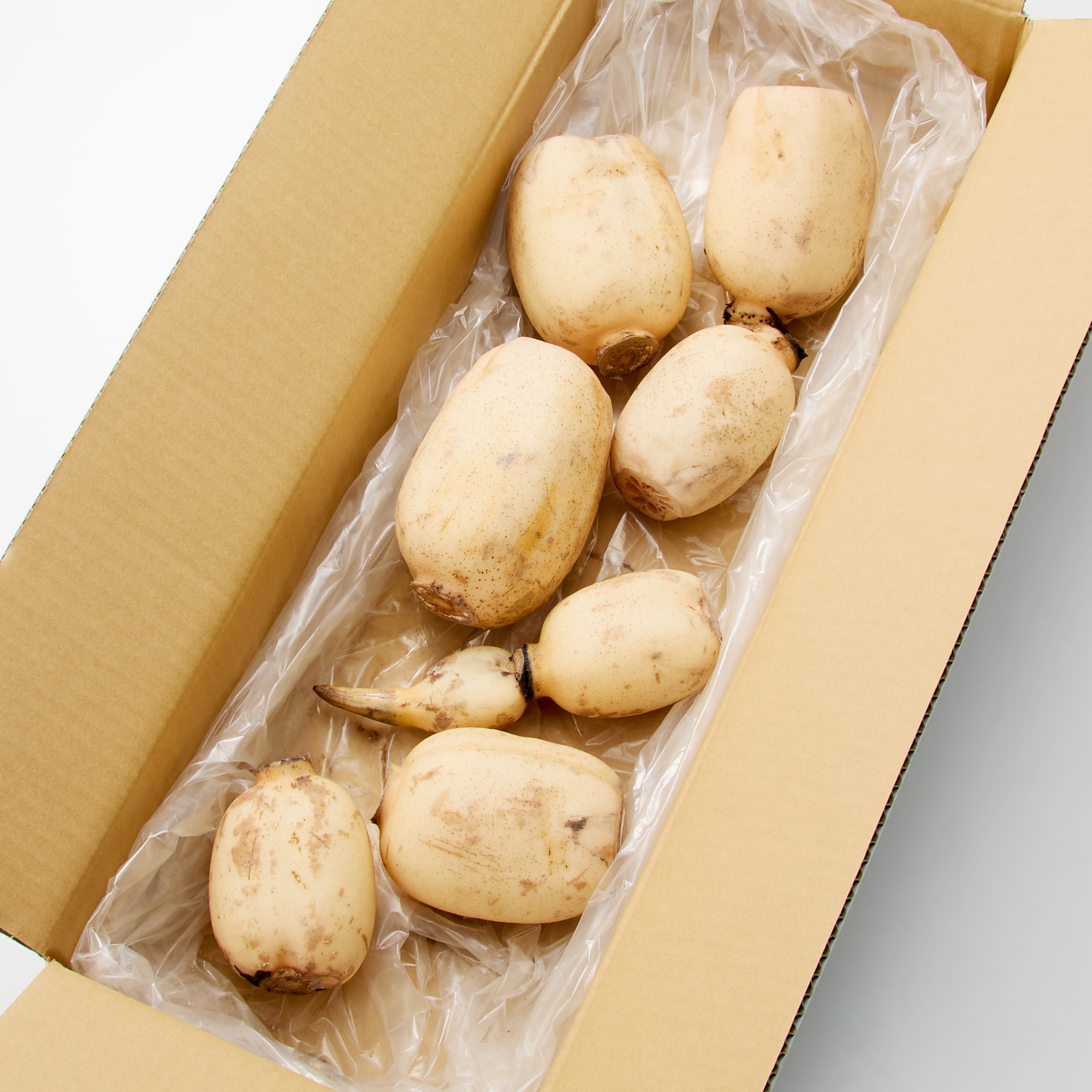 茨城県産　野口れんこんの「極上白れんこん」家庭用・約２ｋｇ