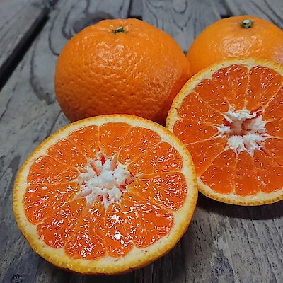 山口県産　周防大島にいうち農園の柑橘「せとみ」約３ｋｇ