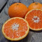 山口県産　周防大島にいうち農園の柑橘「せとみ」約３ｋｇ