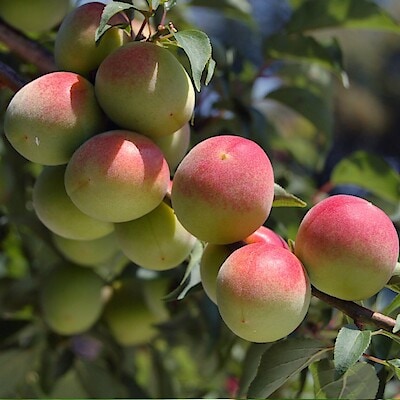 和歌山県産 和歌山県農業協同組合の「南高梅」500ｇ×2ｐ（ 2L～３L混合）（冷凍）
