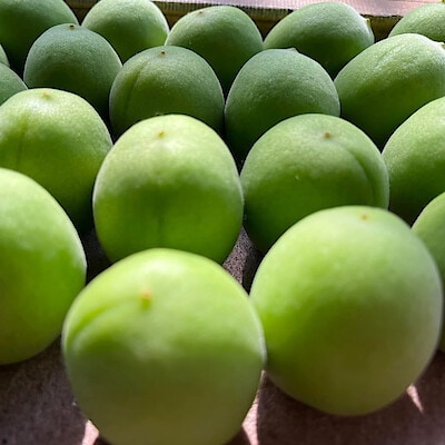 埼玉県産 山口農園の梅「翠香」１ｋｇ（M～３L混合)