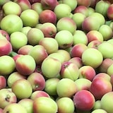 【小梅】パンドラファームの梅「小梅」１ｋｇ