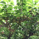 【小梅】パンドラファームの梅「小梅」１ｋｇ