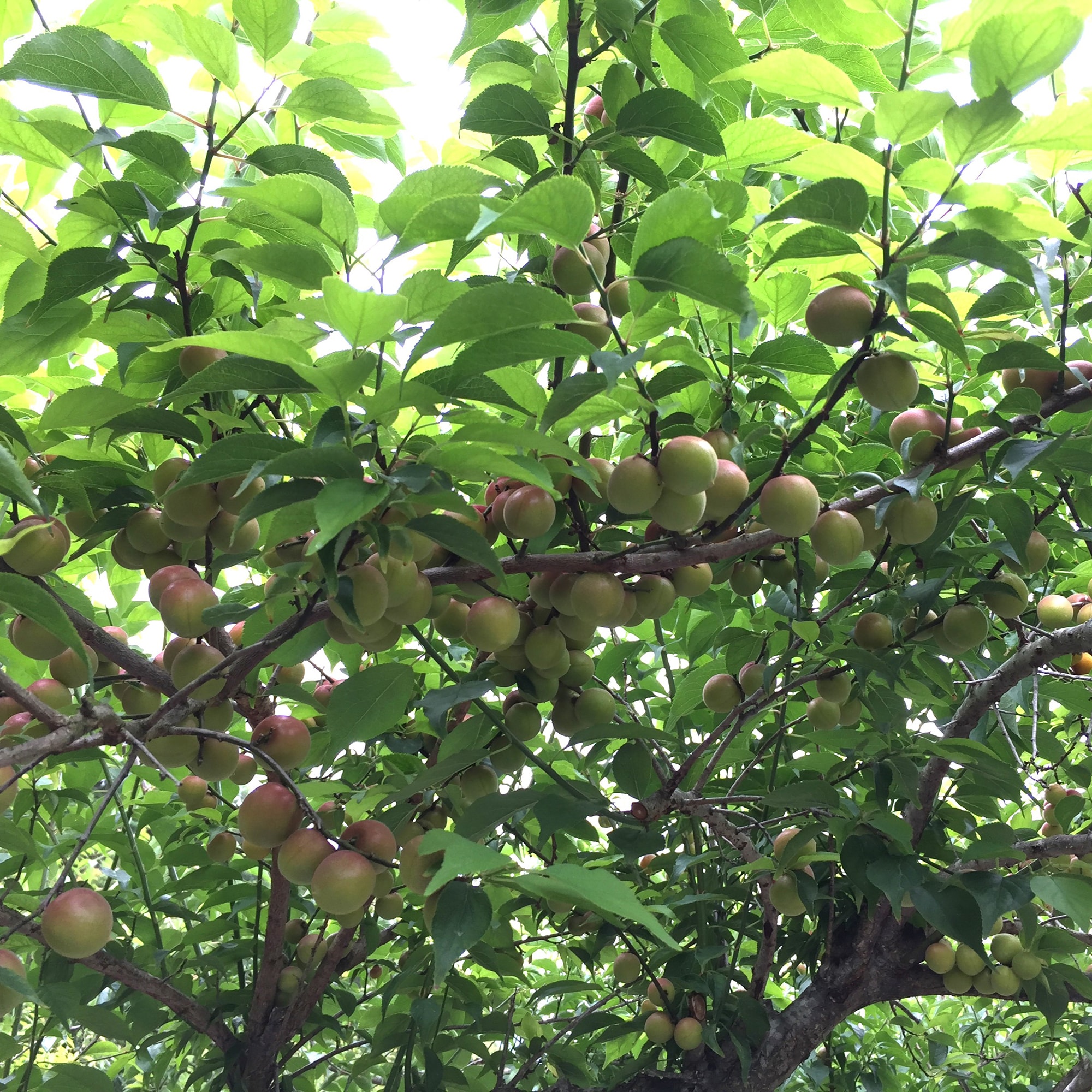 【小梅】パンドラファームの梅「小梅」１ｋｇ