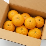 愛知県刈谷市　小林農園の「甘夏」２．５ｋｇ