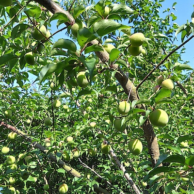 山口県産　にいうち農園の青梅「南高梅」約1kg