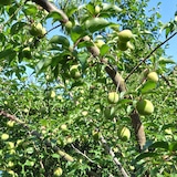 山口県産　にいうち農園の青梅「南高梅」約1kg