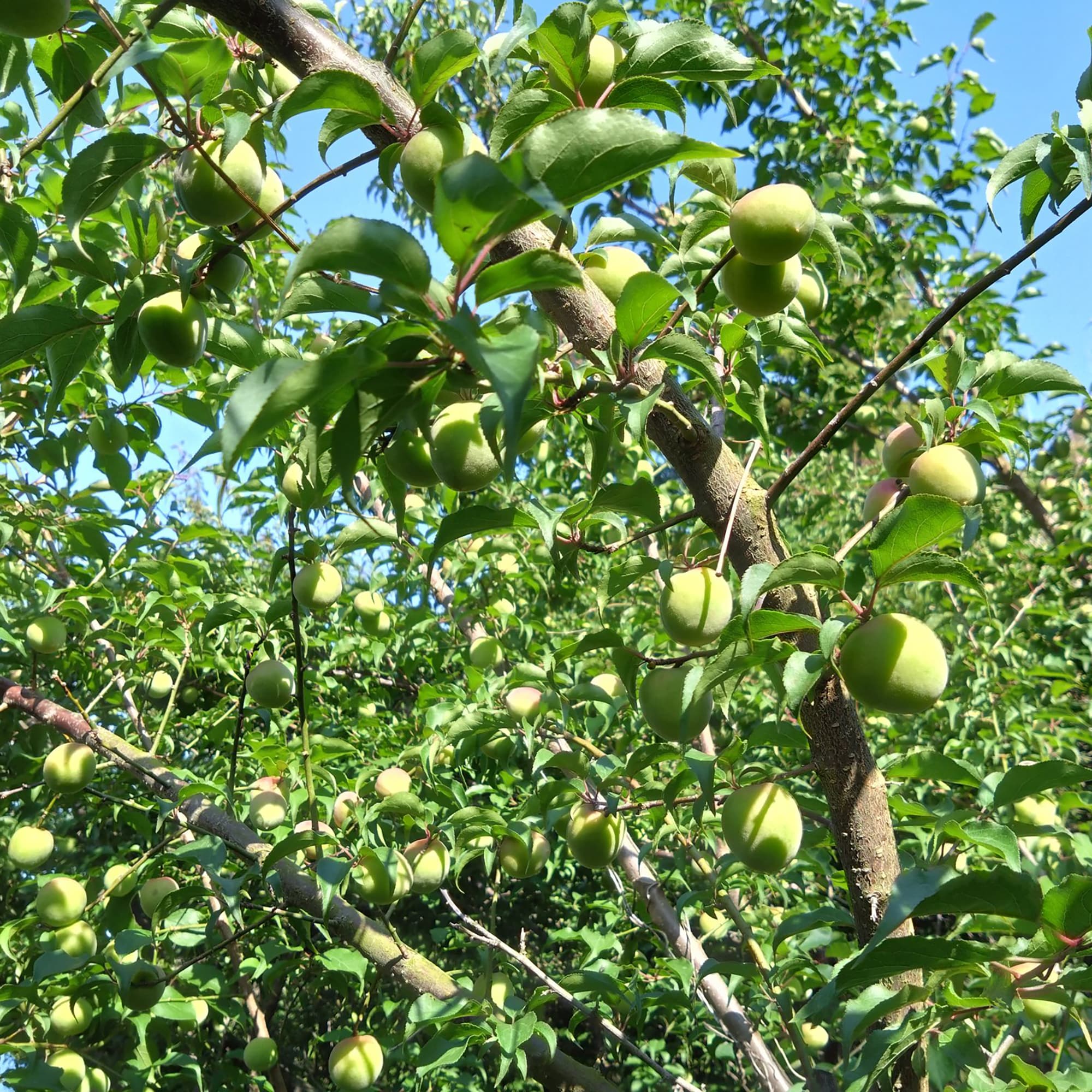 山口県産　にいうち農園の青梅「南高梅」約1kg
