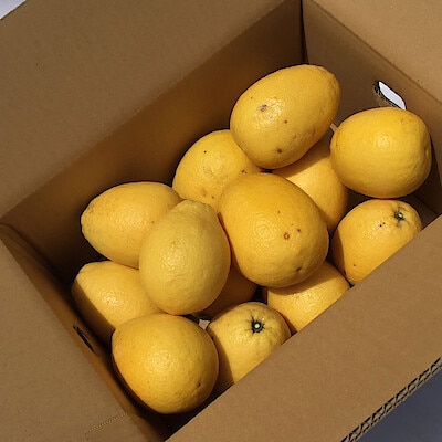 愛媛県産　田縁農園の「弓削ひょう柑」家庭用・約４ｋｇ