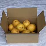 愛媛県産　田縁農園の「河内晩柑」家庭用・約４ｋｇ