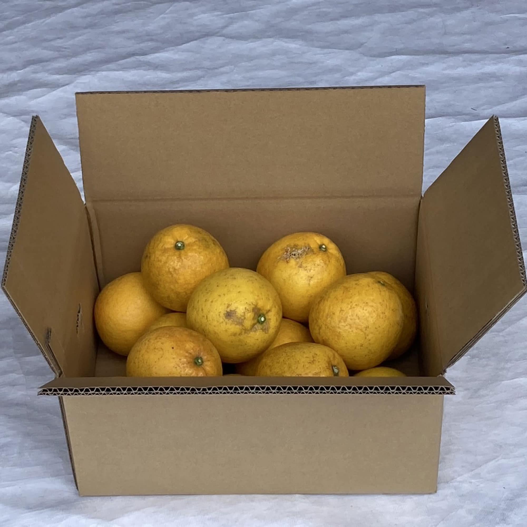 愛媛県産　田縁農園の「河内晩柑」家庭用・約４ｋｇ