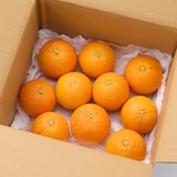 静岡県産　えなみ農園の「福原オレンジ」家庭用サイズ混合・約１ｋｇ