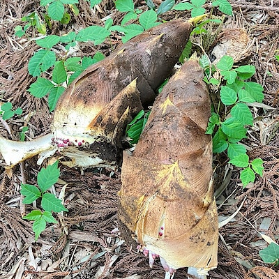 新潟県産　道の駅たがみの「たけのこ」約２ｋｇ（家庭用）