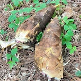 新潟県産　道の駅たがみの「たけのこ」約２ｋｇ（家庭用）