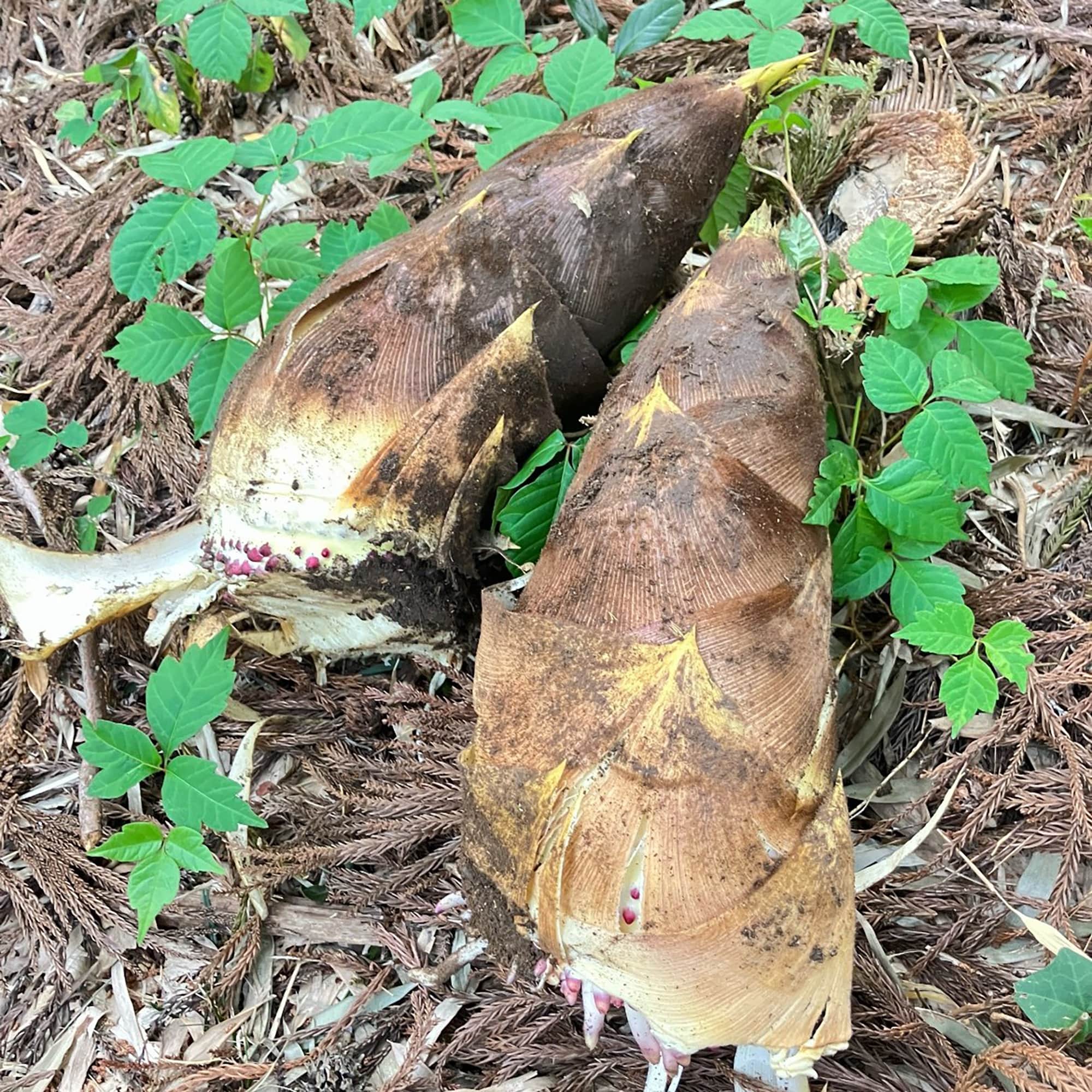 新潟県産　道の駅たがみの「たけのこ」約２ｋｇ（家庭用）