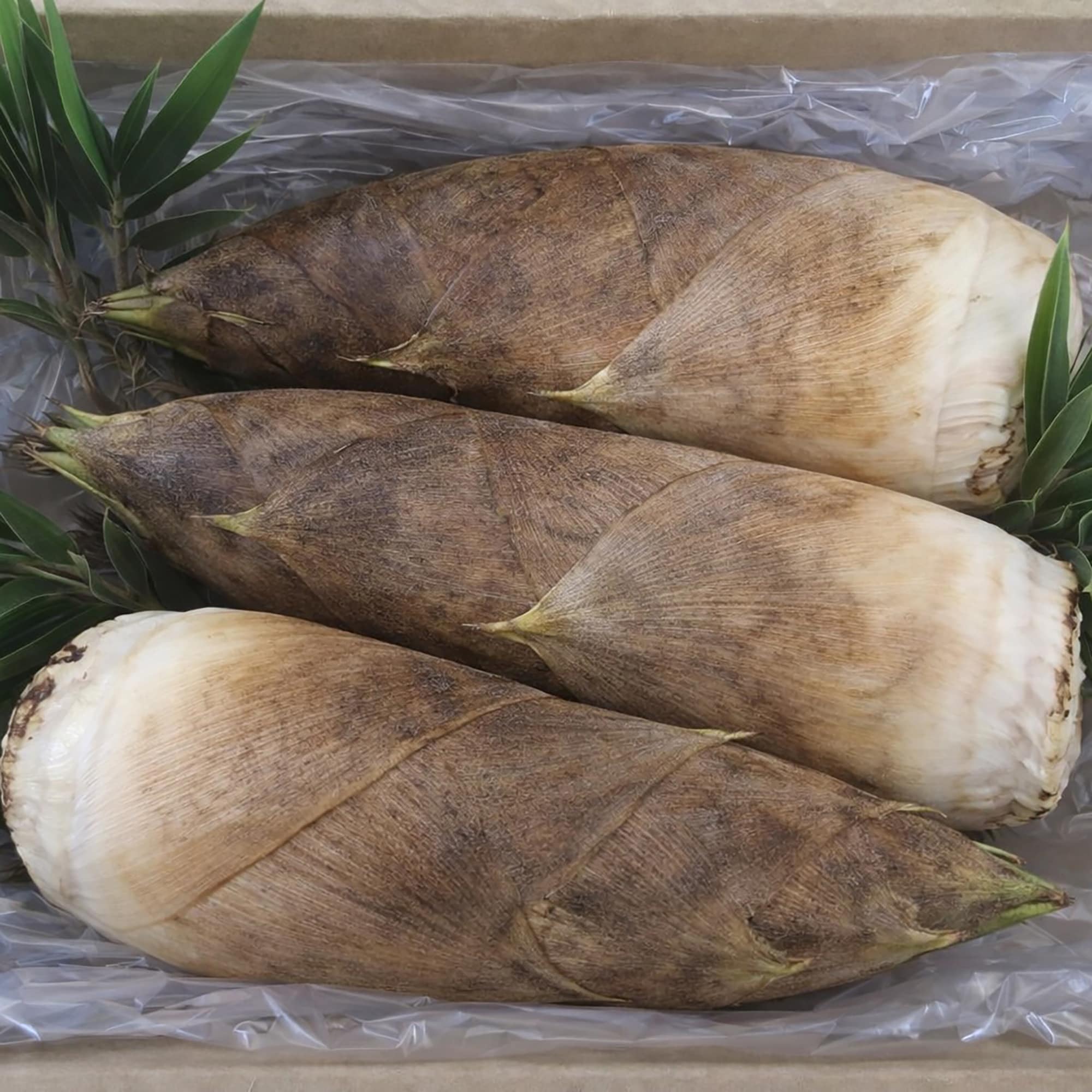 京都府産　朝採り「白子たけのこ」約２ｋｇ（家庭用）