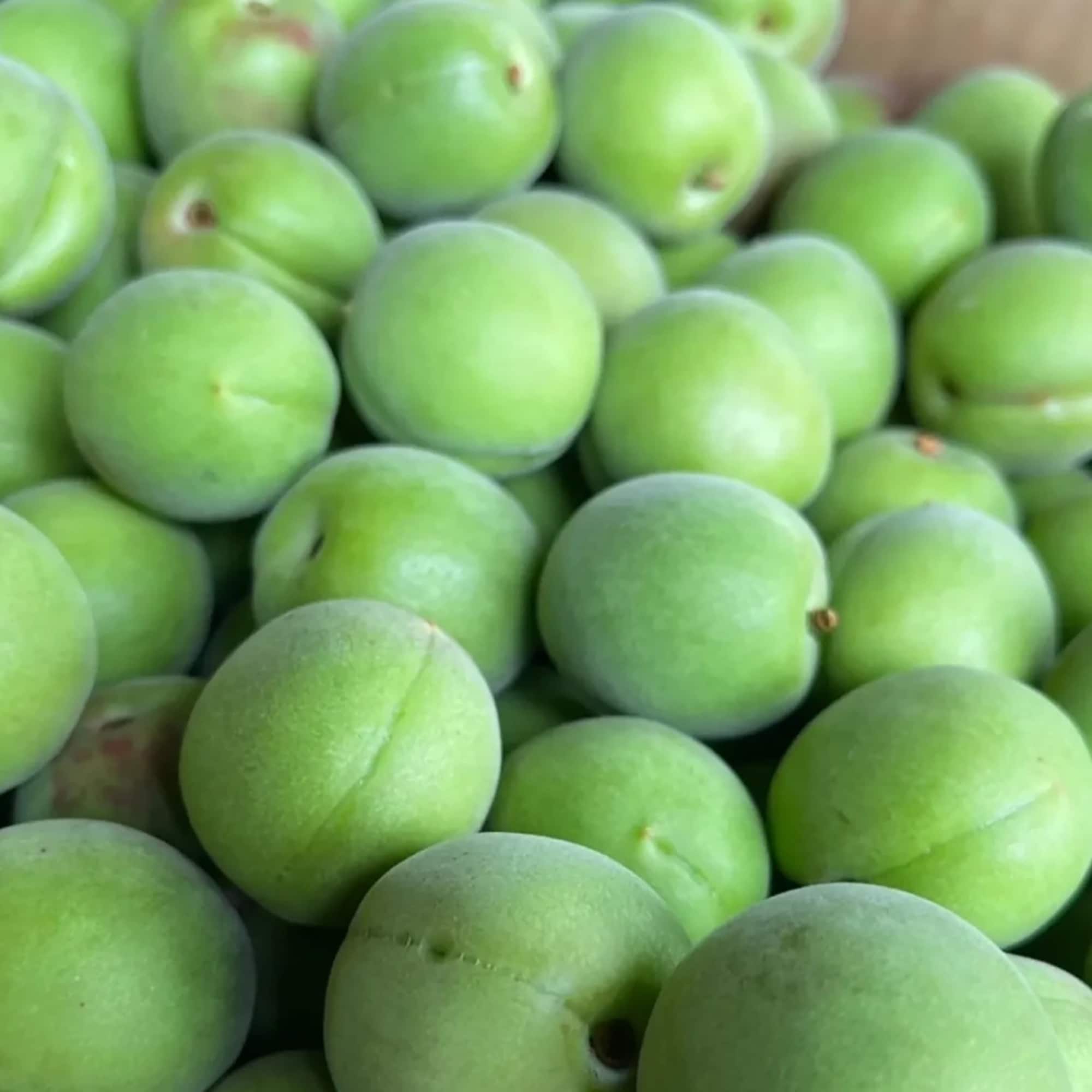 新潟県産　道の駅たがみの青梅「越の梅」 約1kg