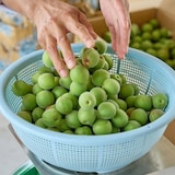 新潟県産　道の駅たがみの青梅「越の梅」 約1kg