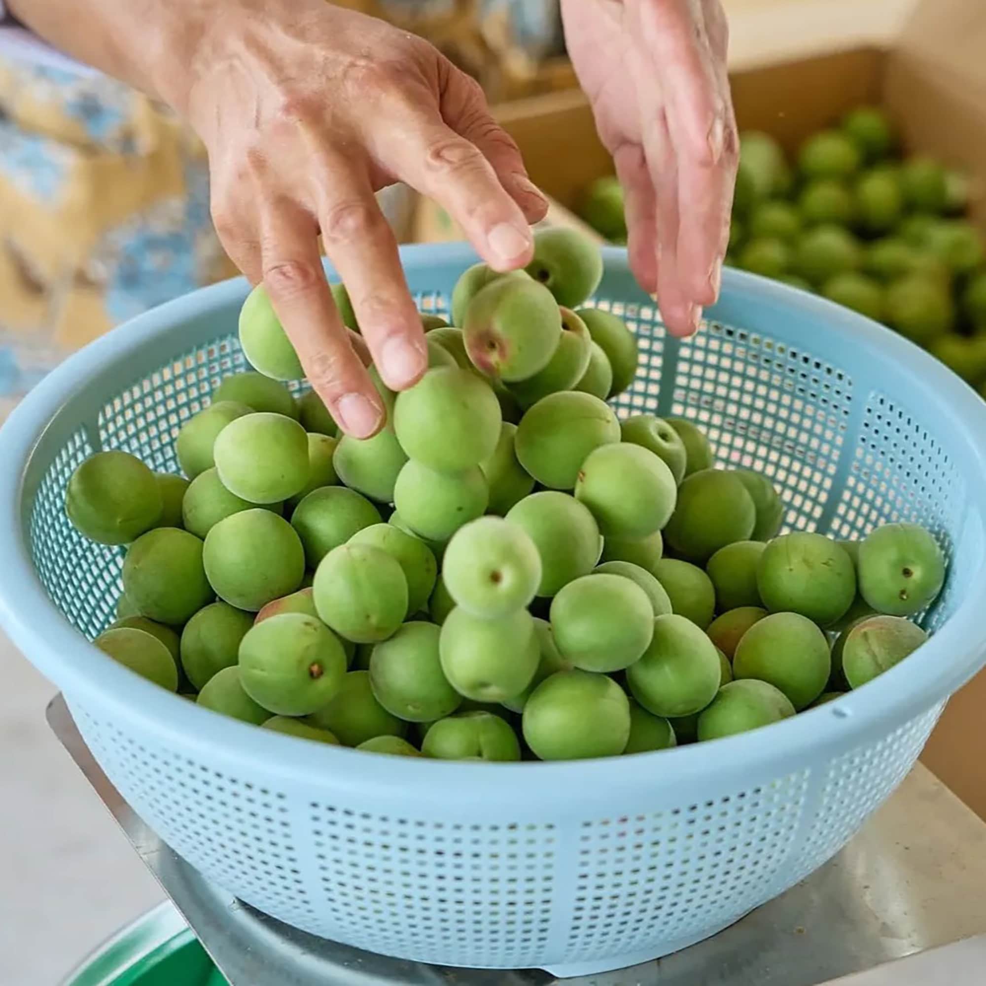 新潟県産　道の駅たがみの青梅「越の梅」 約1kg