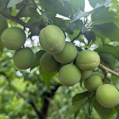 新潟県産　道の駅たがみの青梅「越の梅」 約1kg