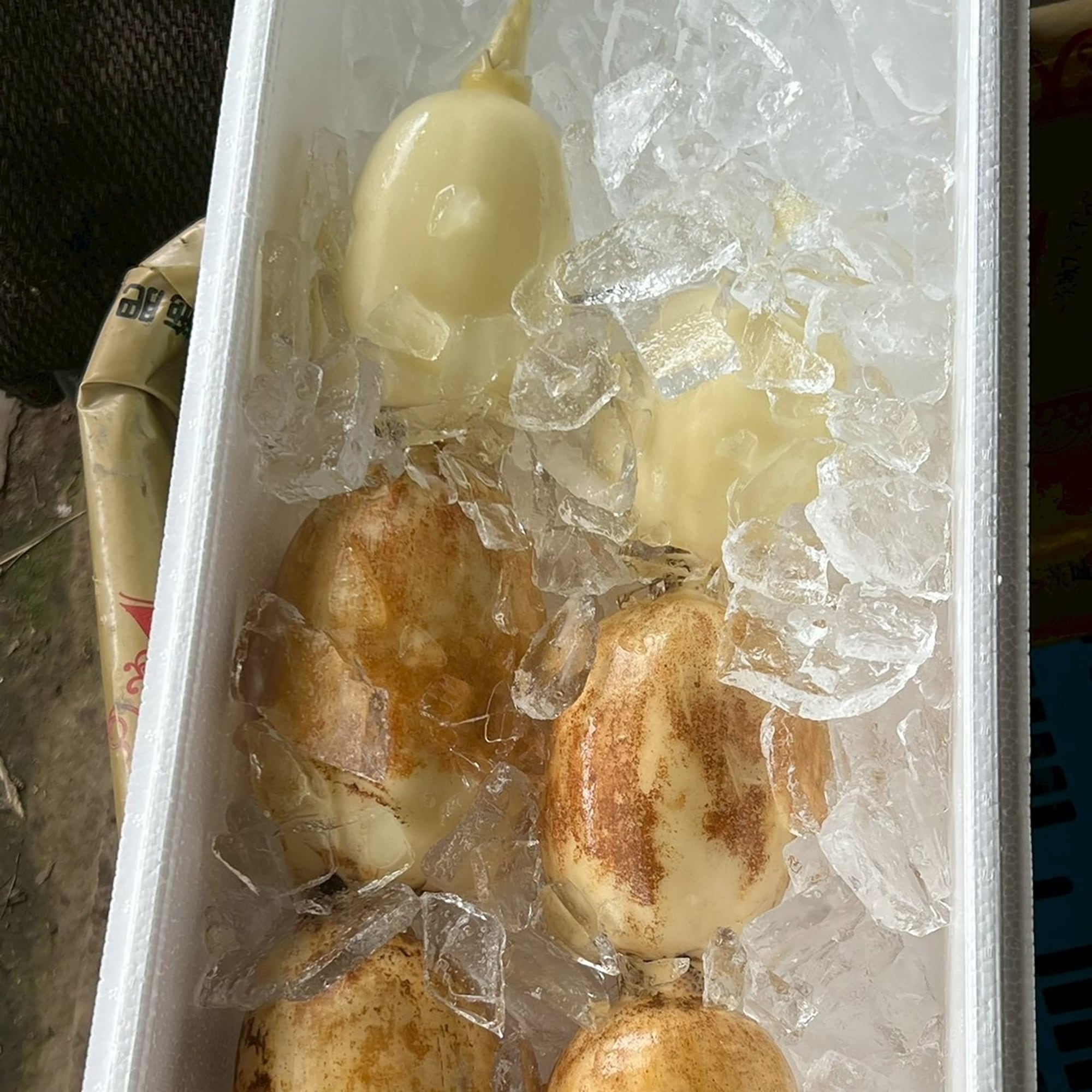 茨城県産　野口れんこんの初物「ハウスれんこん」２ｋｇ