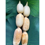 茨城県産　野口れんこんの初物「ハウスれんこん」２ｋｇ