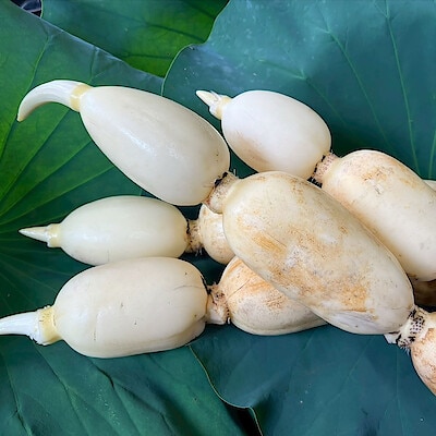 茨城県産　野口れんこんの初物「ハウスれんこん」２ｋｇ