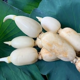 茨城県産　野口れんこんの初物「ハウスれんこん」２ｋｇ