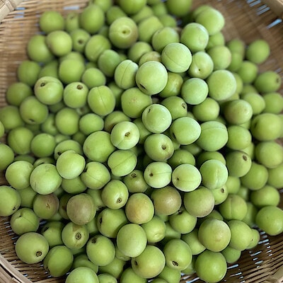 【小梅】群馬県産　木の花園の青梅「織姫」約１ｋｇ