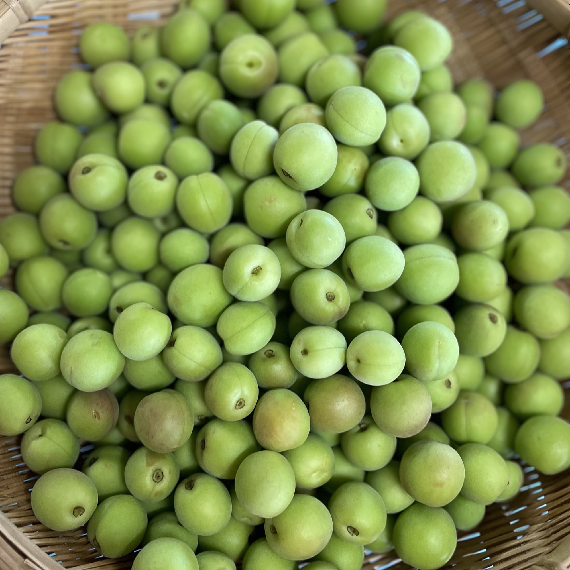 【小梅】群馬県産　木の花園の青梅「織姫」約１ｋｇ